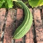 Luffa acutangula Frucht