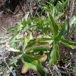 Adenia volkensii आदत