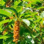 Citharexylum spinosum Fruto