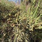 Anabasis articulata Leaf