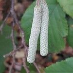 Corylus americana Fruit