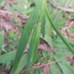 Sisyrinchium micranthum Leaf