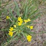 Lithospermum incisum Blüte