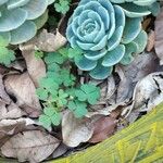 Oxalis fontana Leaf