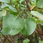 Rumex lunaria Frunză