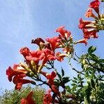 Campsis grandiflora Hábito