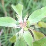 Euphorbia dentata Fruit