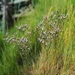 Limonium dodartii عادت داشتن