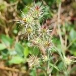 Centaurea melitensis Hoja