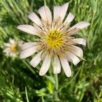 Tragopogon porrifoliusFlower