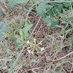 Commicarpus plumbagineus Blüte
