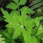 Papaver cambricum Blatt