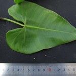 Philodendron purpureoviride Drugo