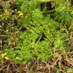 Angelica pachycarpa Habit