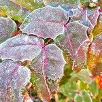 Berberis repens Liść