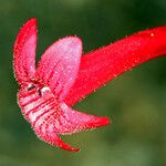 Penstemon utahensis Flor