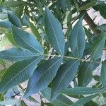 Carya pallida Leaf