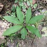 Arisaema dracontiumLeaf