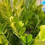 Zamioculcas zamiifolia Blatt