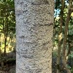 Laurus novocanariensis Кора