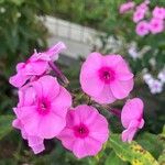 Phlox maculata Flower