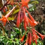 Fuchsia triphylla Blomma