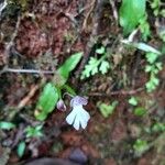 Angraecum mauritianum Virág