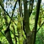 Laburnum × watereri Fruit