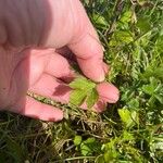 Ranunculus multifidus Hoja