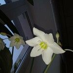 Urceolina amazonica Flower