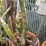 Cyrtopodium andersonii Yaprak