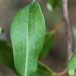 Agarista salicifolia Hoja