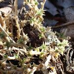 Arenaria aggregata Hoja
