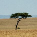 Acacia tortilis Hábitos