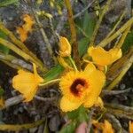 Dendrobium chrysotoxum Blüte