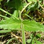 Veronica orsiniana Foglia