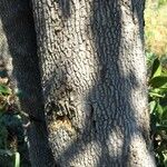 Strychnos pungens 樹皮