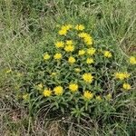 Pentanema hirtum Habit