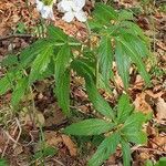 Cardamine heptaphyllaFlower