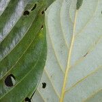 Beilschmiedia alloiophylla Leaf