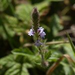 Verbena lasiostachys പുഷ്പം