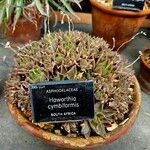Haworthia cymbiformis Yeri