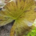 Nymphaea lotus Leaf