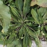Plantago virginica Leaf
