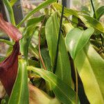 Nepenthes alata Hábito