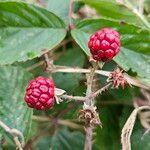 Rubus elegantispinosus ᱵᱟᱦᱟ