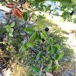 Amelanchier ovalis Fruit