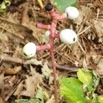 Actaea pachypoda Frutto