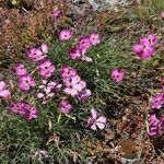 Dianthus sylvestris Tervik taim