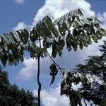 Cordia alliodora Corteza